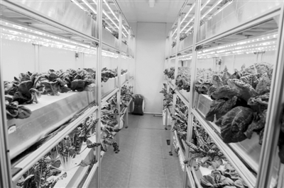 “脱欧”后吃不起蔬菜水果？英国要搞垂直农业！