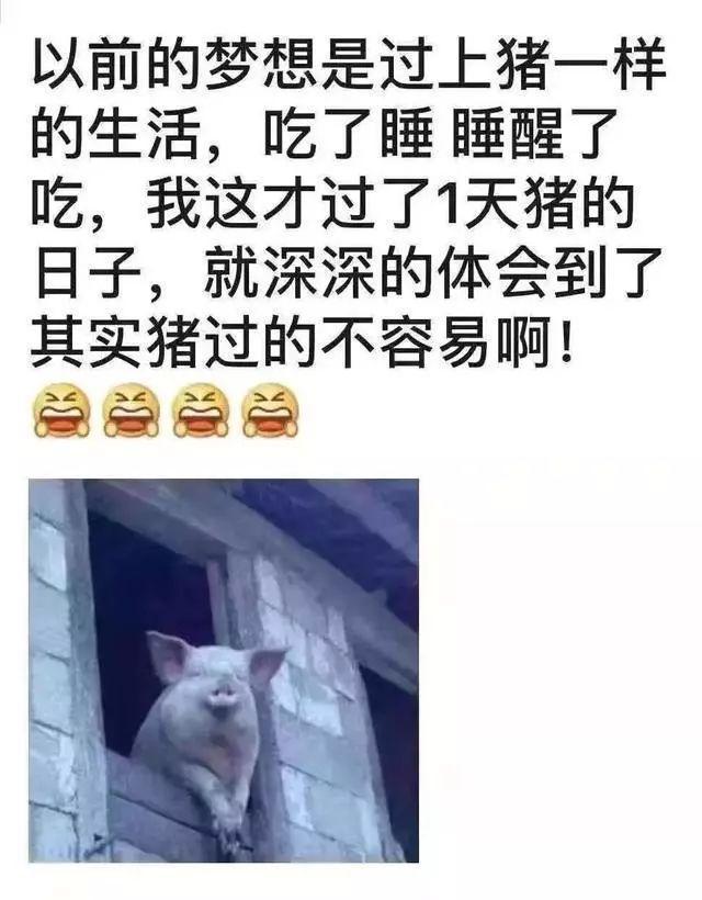 春节不能出门把全国网友憋成啥样？给猫讲函数，为橘子接生