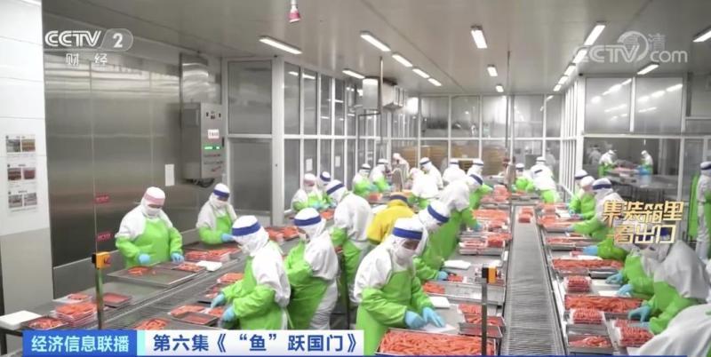 来水产品出口大省山东，看一条鲅鱼的出海之旅