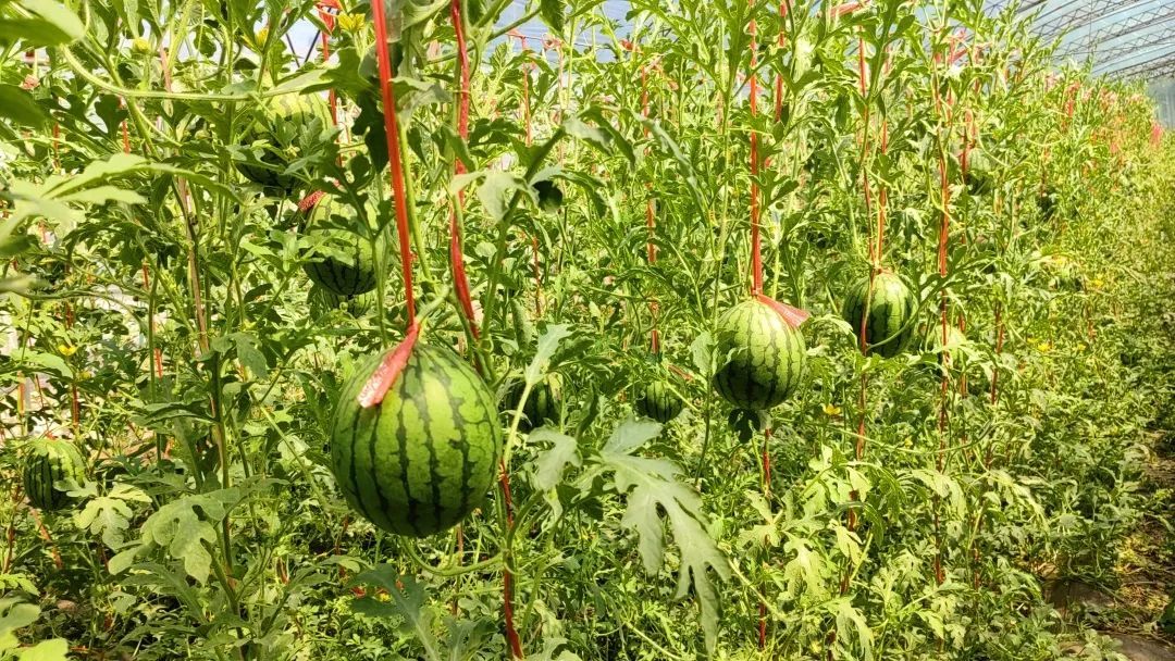西瓜穿网兜、住空中～济南大姐黄河边建500亩“吃瓜”小镇