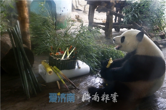 大熊猫“雅吉”“华奥”济南动物园过生日