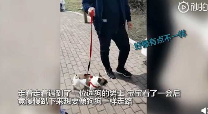 小朋友你是否有很多问号！当遛娃遇到遛狗 接下来的一幕让人哭笑不得