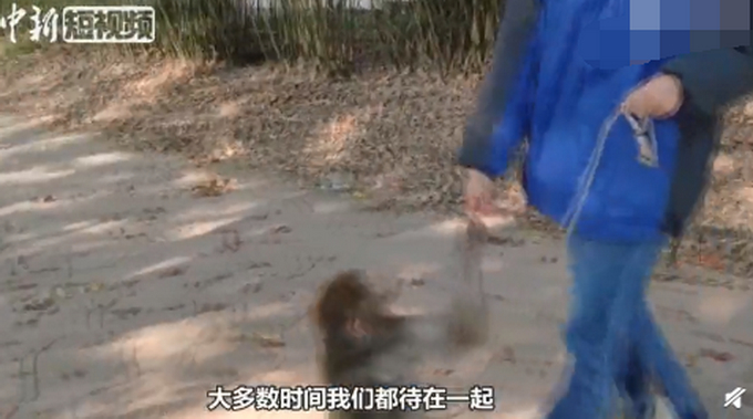 心疼又好笑！饲养员的双11购物车被狒狒提前清空，所有优惠泡汤