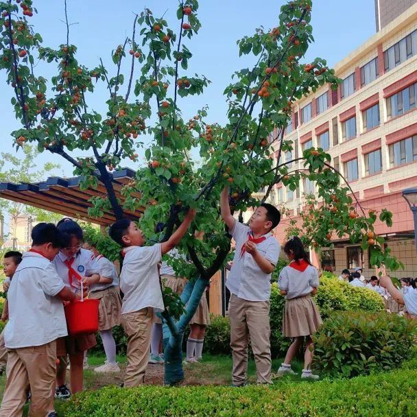 杏子熟了！高新区这所新建校的校园采摘节“火”了