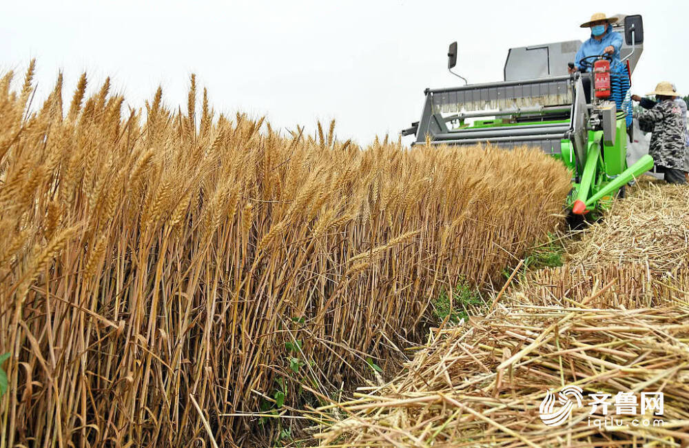 “硬核”实力！总产值首超万亿元背后的山东农业“发展密码”