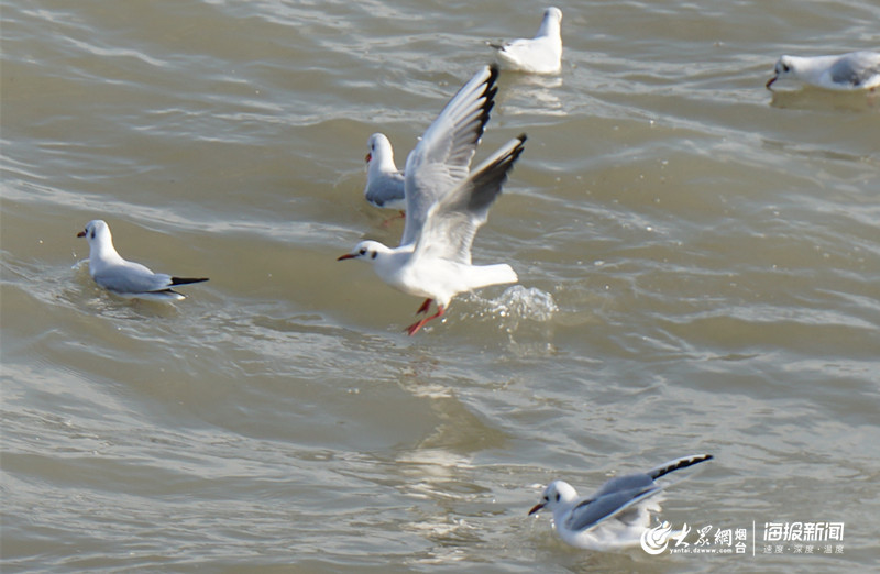 这就是山东丨冰凌、海鸥……大雪过后烟台的海边又美出了新高度