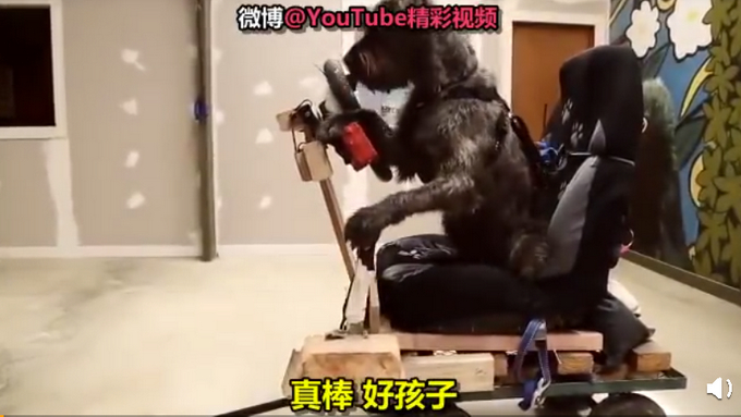 人不如狗！斗牛犬一个月学会滑板还能拐弯 网友：最牛车队