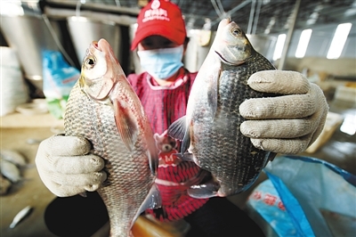 武汉人喜欢吃活鱼，活鱼来了