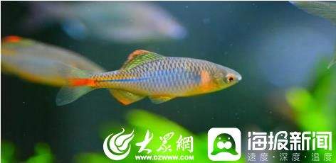 上千只白骨顶鸡来济南华山湖过冬 为啥到山东“安家”的野生保护动物越来越多？