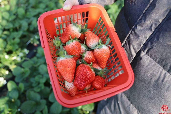 【村村有好戏】“80后”新农人的收获与希望