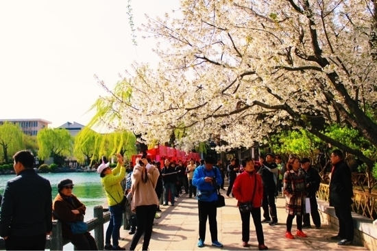 五龙潭的早樱开啦!想赏花的市民记得先网上预约