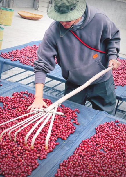 彭于晏穿搭休闲与友人出游 亲自采摘咖啡豆满足好奇心
