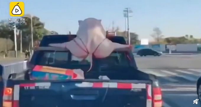二师兄劈叉被绑皮卡车顶 车主：儿子结婚的聘礼，亲家让这么绑的