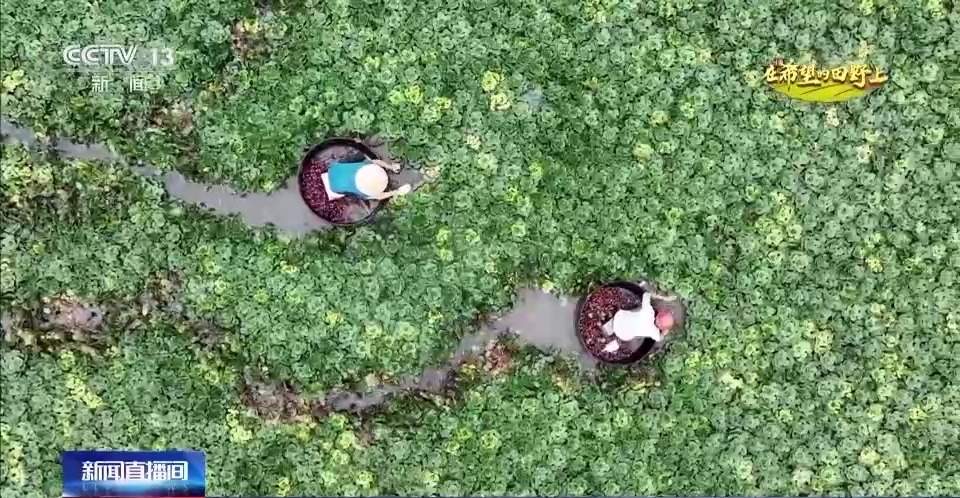 水稻、谷子、菱角……多地共绘秋收好“丰景”