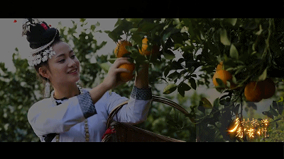 农业现代化 “黔景”无限好——乡村振兴看贵州