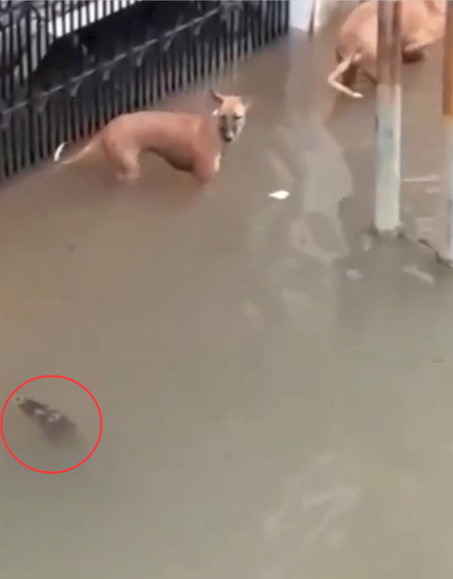 印度暴雨惊现鳄鱼 暴雨引发洪水，大批鳄鱼涌入城市