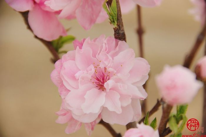 陌上春来，一起来官庄看花开成海