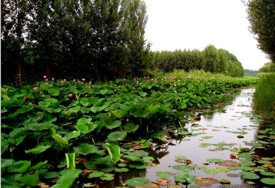 济南新名片！白云湖湿地亮相央视《共和国发展成就巡礼》