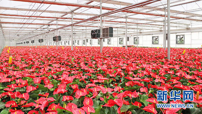 乡味｜山东商河：“温泉花卉”盛开“美丽经济”