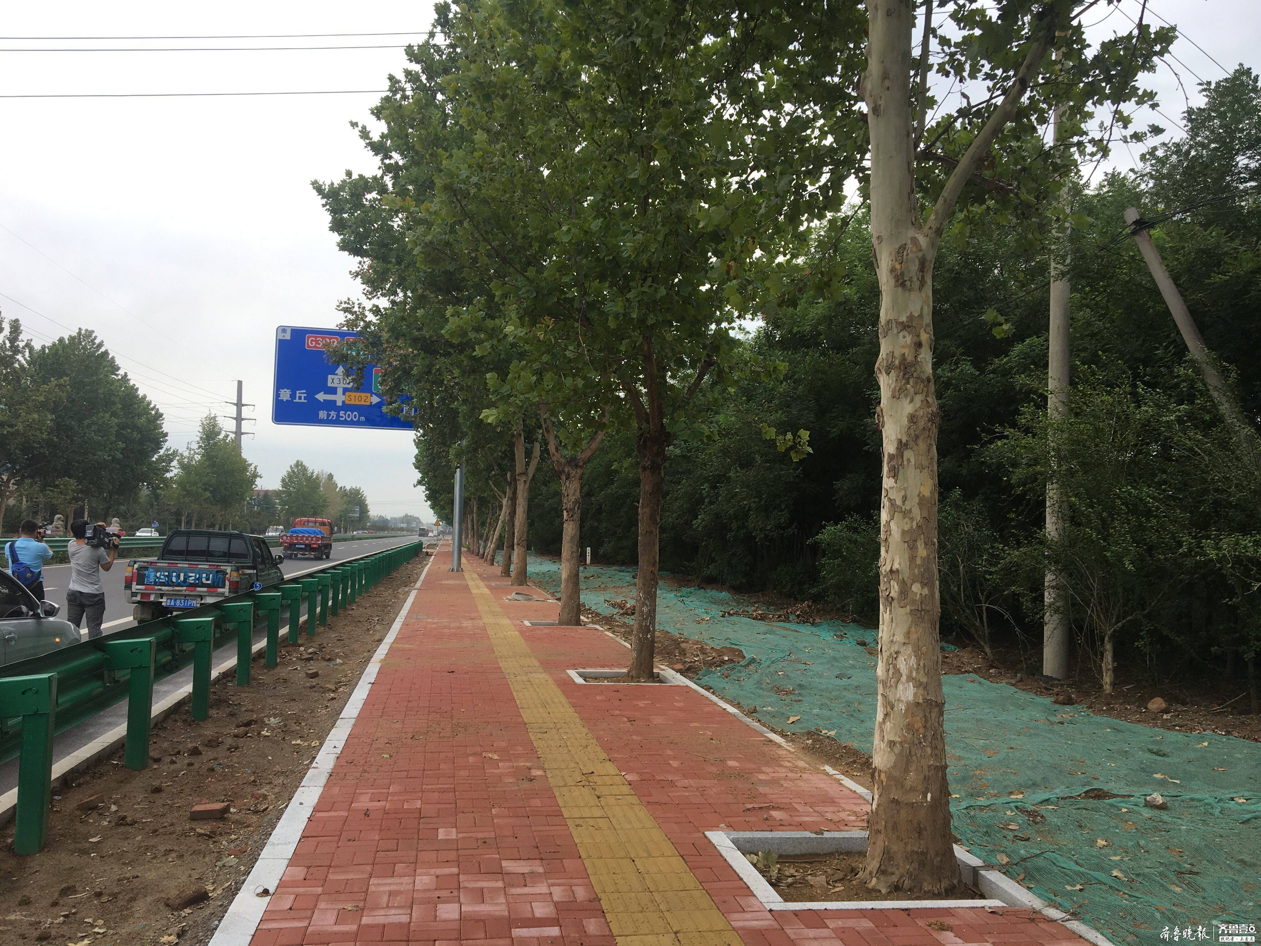 省道102章丘段：266棵法桐被保留，两处文物遗址被妥善保护