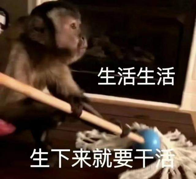 一夜之间“吗喽”占领了年轻人的生活圈 来自何方？