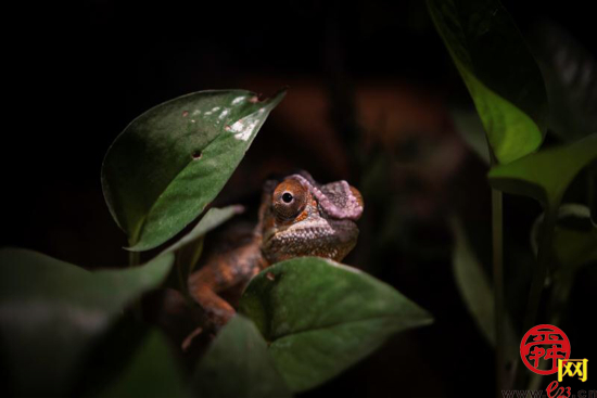 济南泉水情，动物世界欢乐行 学生票仅需19.9元即可畅游动物世界