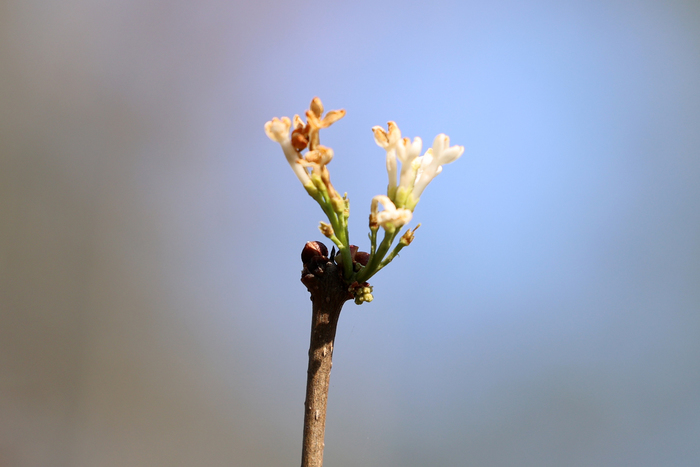 奇！这里的丁香反季含苞吐蕊