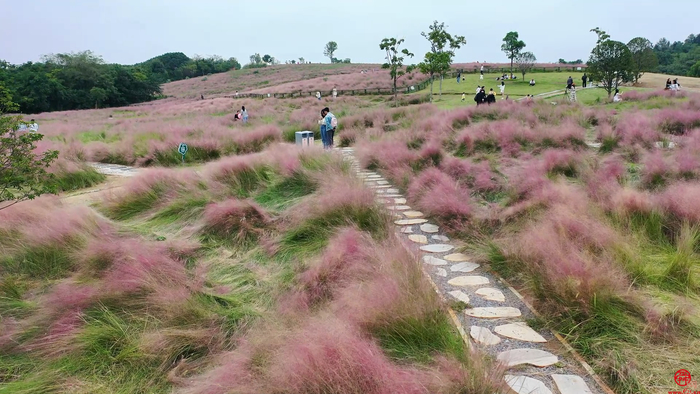 【飞阅武汉】感受田园气息 二妃山上演粉色“浪漫”