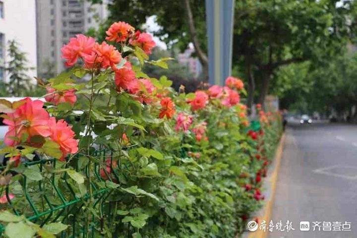 济南尽开月季花！街头月季最全“打卡指南”，随手可拍