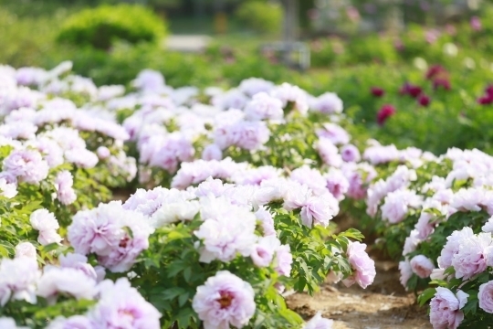 济南植物园牡丹绽放，本周末将迎来最佳观赏期