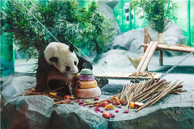 4只大熊猫到这个地方安家落户！9月16日与游客见面