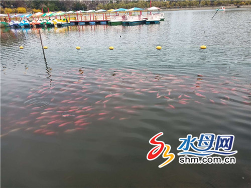 6万尾锦鲤“入住”南山公园 增添一道靓丽风景