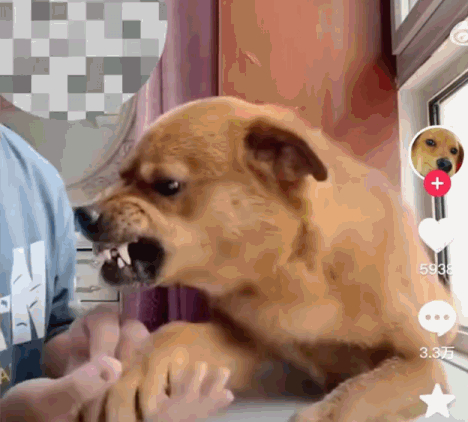 网红“委屈小狗”主人回应用针虐狗：衣服褶皱是因为太大，不是藏了针