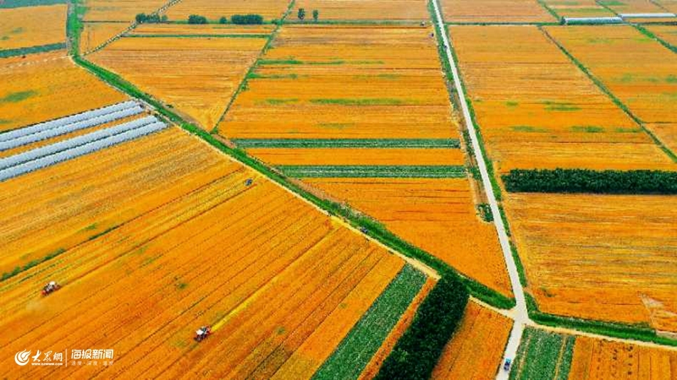丰收在望，山东麦收进度已过六成