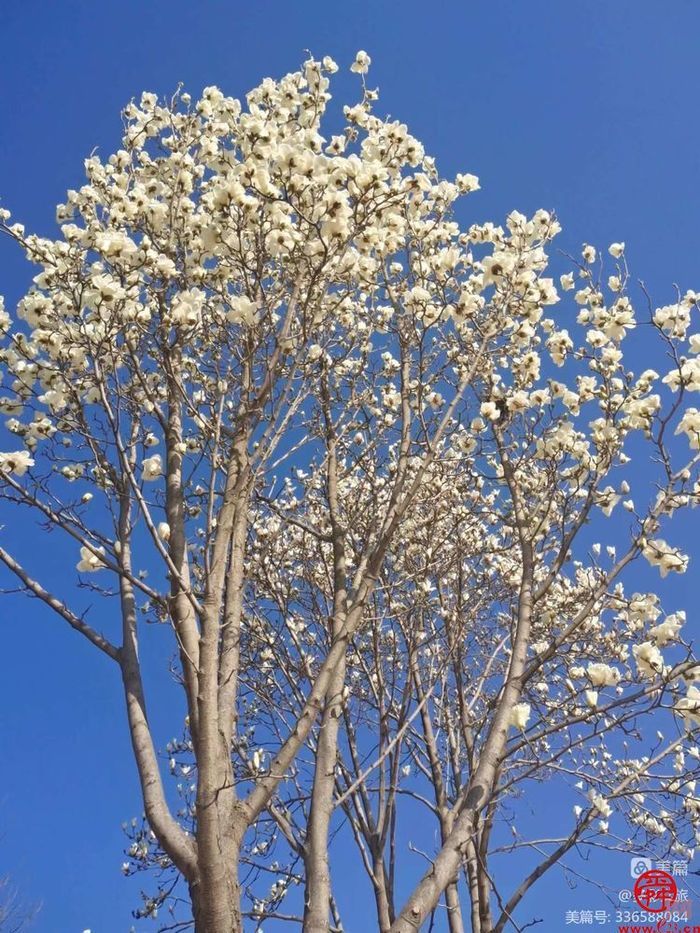 阳春三月，踏青赏花——来自“中国龙山，泉韵章丘”的多彩邀请