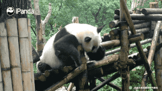 花花因感冒暂停展出，季节交替熊猫也会感冒？