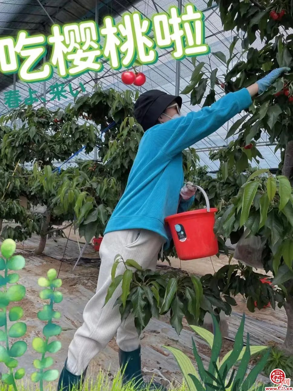 济南造樱桃喝泉水“撑”到两个大，上市30天火爆售空