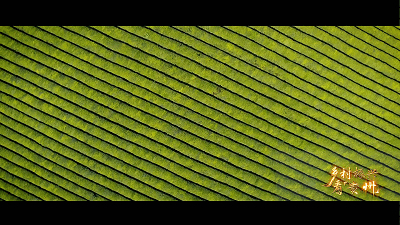 农业现代化 “黔景”无限好——乡村振兴看贵州