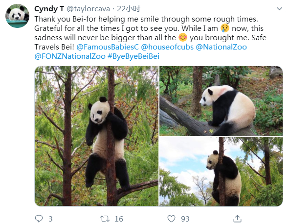 操碎了心!大熊猫贝贝回国 听不懂中文(四川话)咋办?