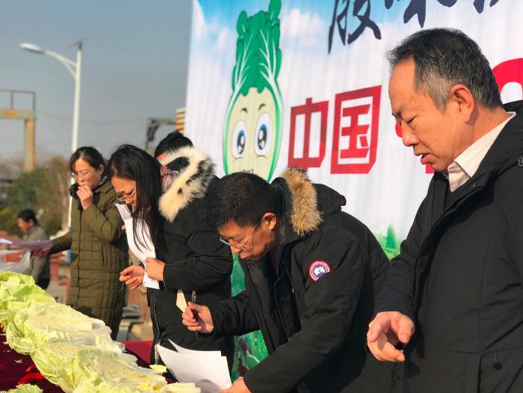 这就是山东丨胶州大白菜上台“比美” 棵棵都有“身份证”