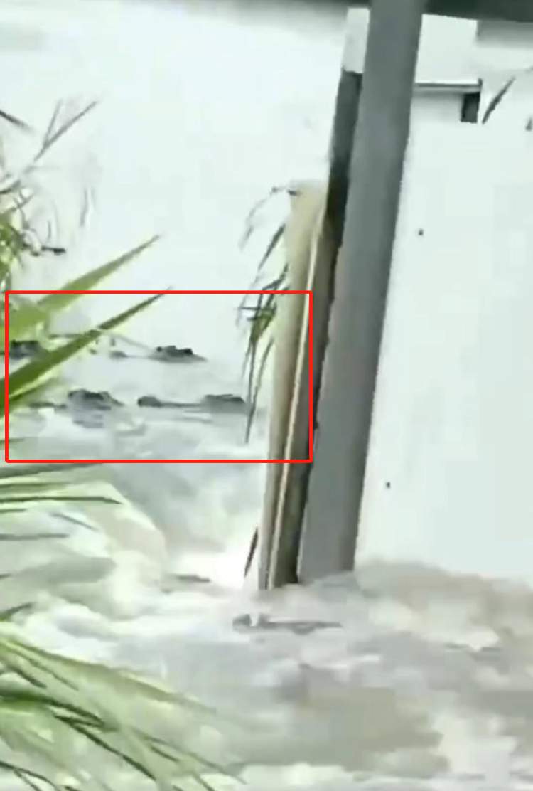 广东茂名一养殖场70余条鳄鱼出逃，目前正在处置