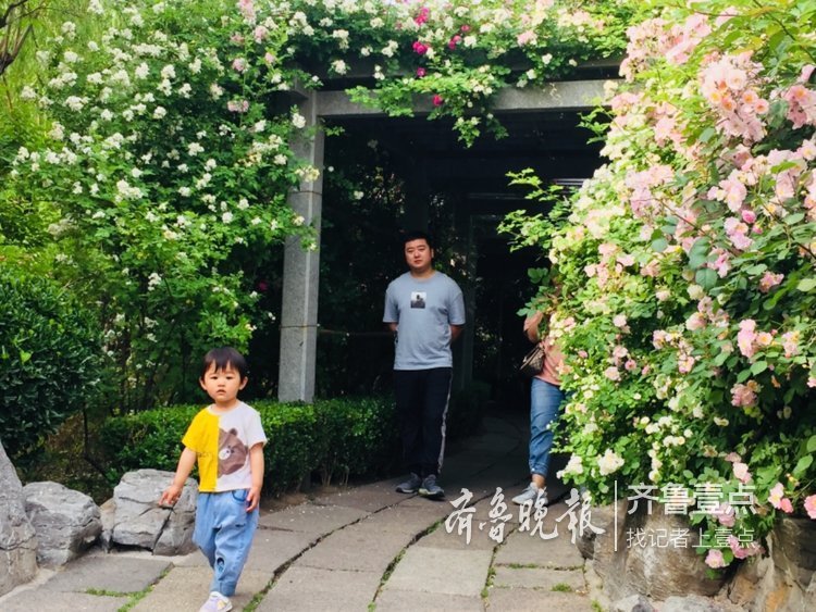 蔷薇正值盛花期，济南公园开花成海了！