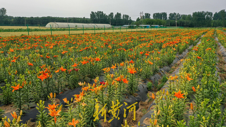 百合花海即将盛开，端午时节来赏花吧
