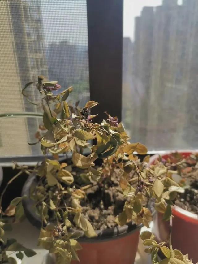 扎心了！女护士援鄂67天回家打开房门一瞬间惊呆，网友笑疯：太现实了