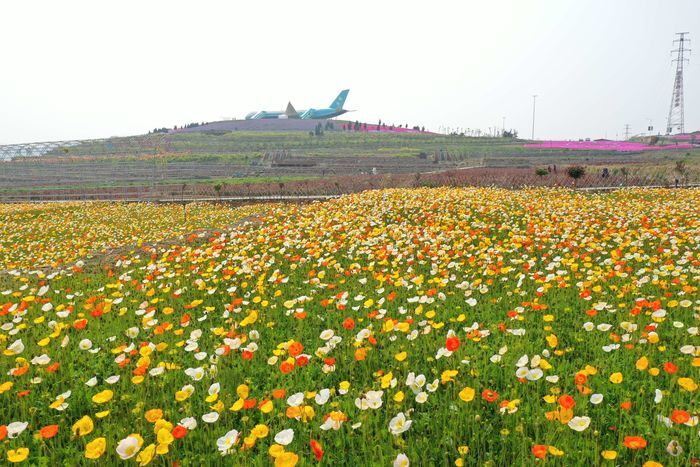 四月来济南一起走花路！打卡赏花路线get