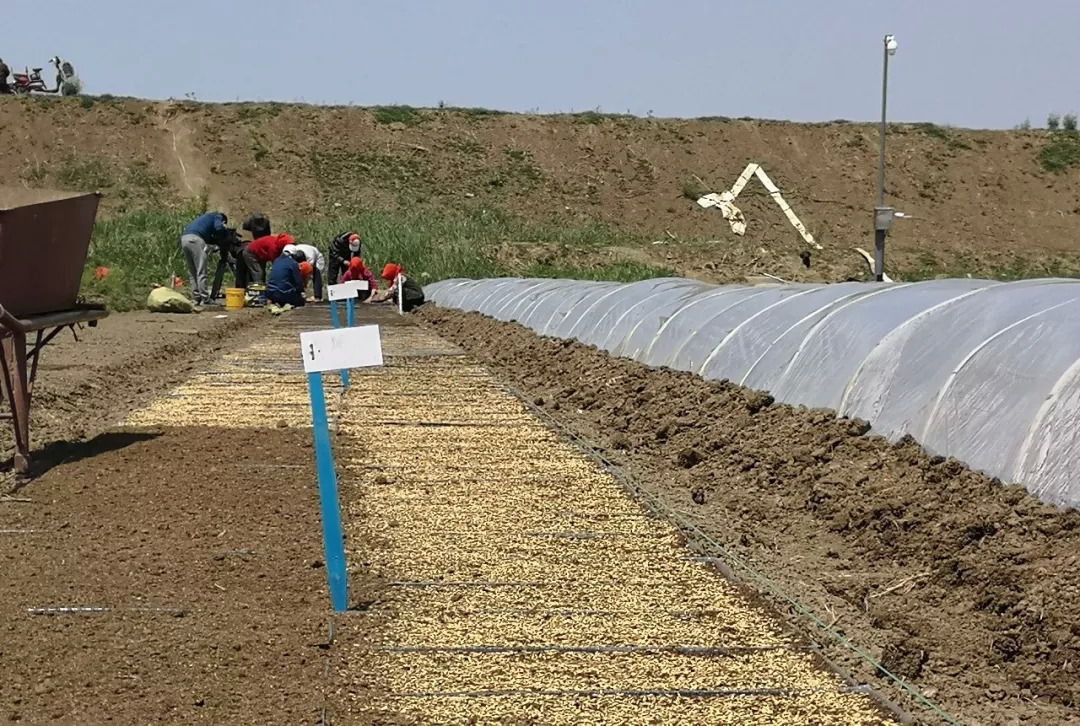 海水稻正从试验田走向餐桌 要高产更要优质