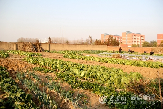这就是山东丨日照市山海天养老图鉴：两城三村幸福院托起幸福梦