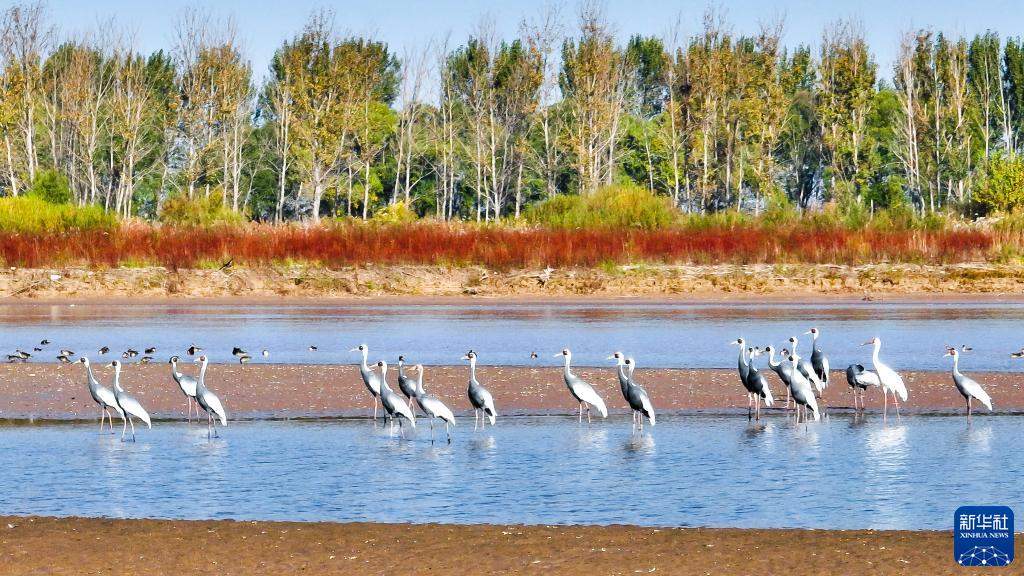 湿地之美丨山东黄河三角洲湿地