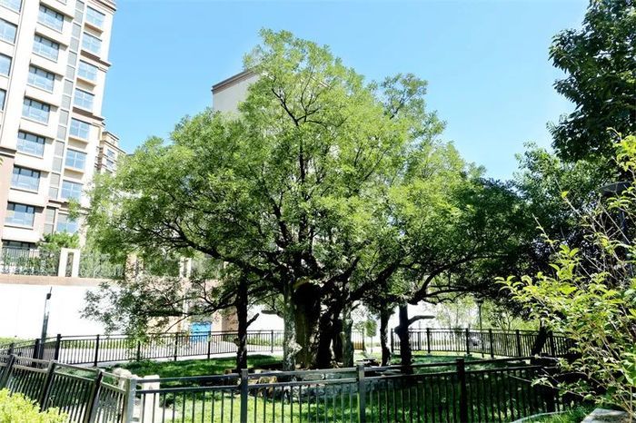 古槐、古皂荚、古榆、古银杏，2023年济南添20处“古树保护园”