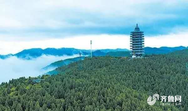 打造生态文明“绿色”名片！看山东如何以“林长制”实现“林长治”